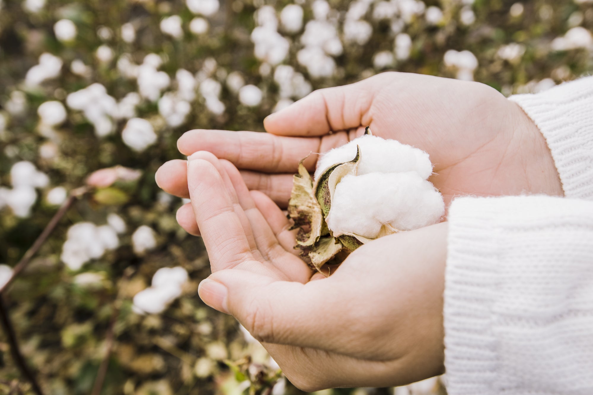 Why use organic cotton?