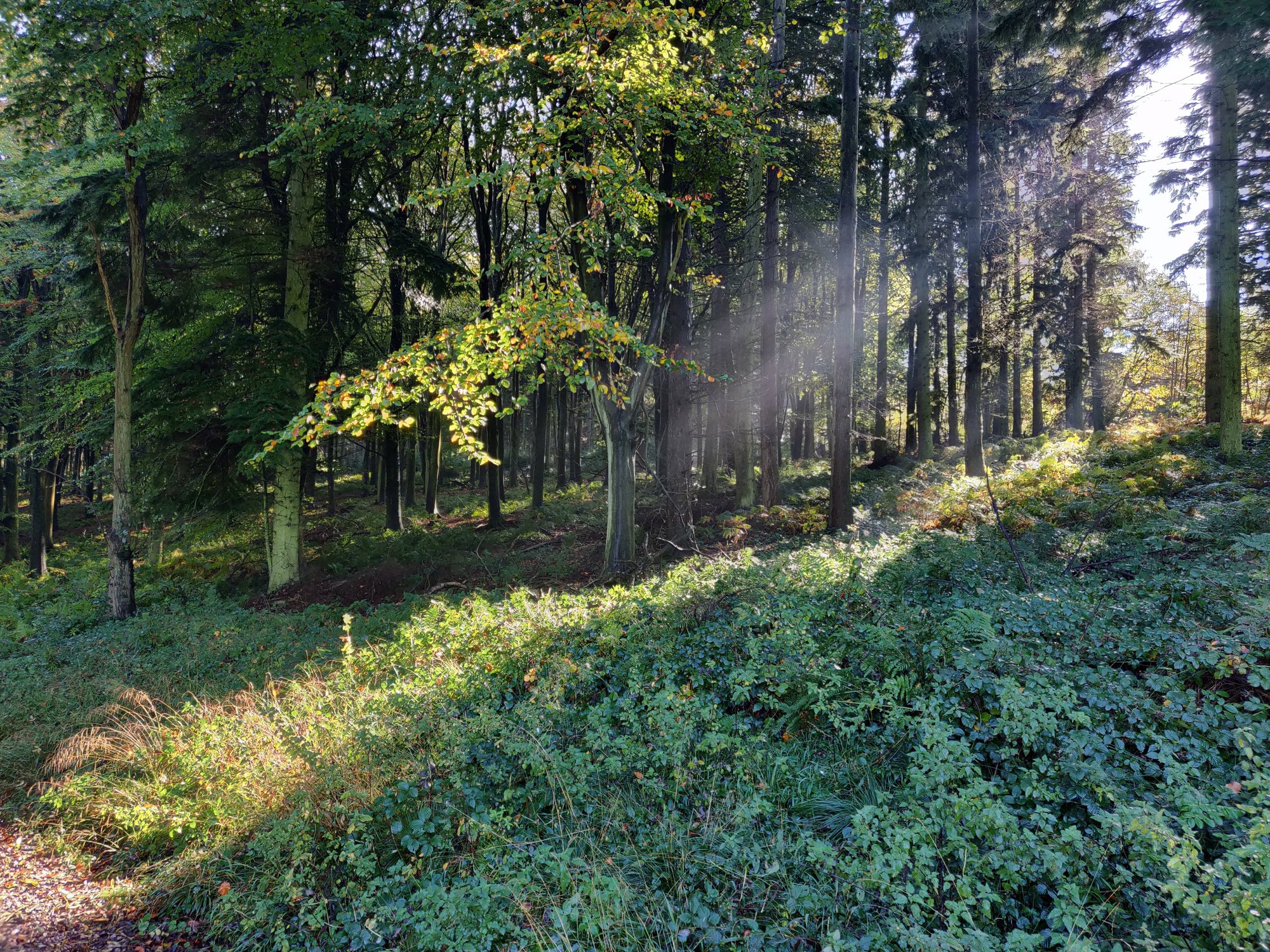 Eco Certifications Demystified